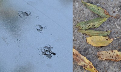 suche listy stromu z ktoreho plody mi takto rozozrali lak