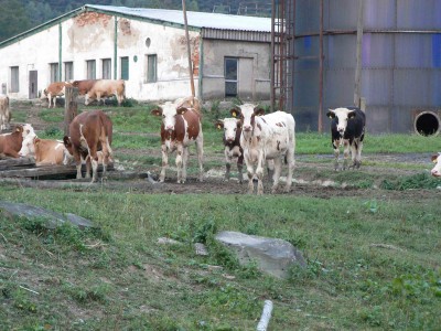 krávy.jpg