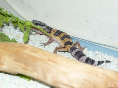 gekončík noční.jpg