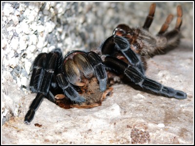 svlek pavouka 19.10.08.jpg