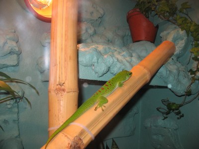 phelsuma 003.jpg