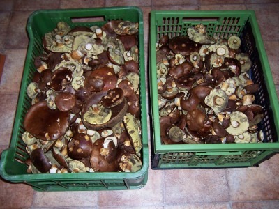 100_6984.JPG