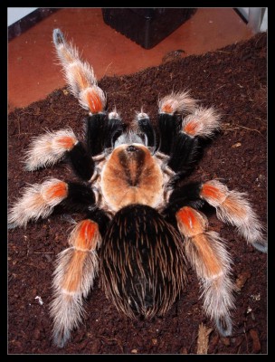 Brachypelma boehmei.JPG