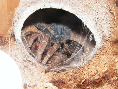 DSCF0021 (Large).JPG